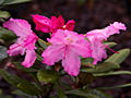 Rhododendron smirnowii IMG_5899_1 Różanecznik
